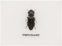 藏品(叩頭蟲科)的圖片